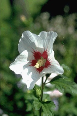 Hibiscus syriac. 'Red Heart'