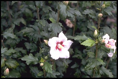 Hibiscus syriac. 'Woodbridge'