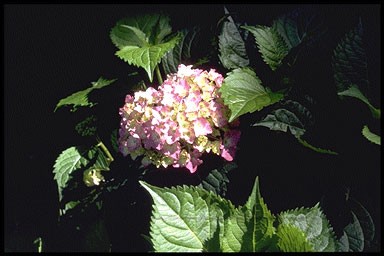 Hydrangea macr. 'Bouquet Rose'