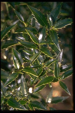 Ilex aquifol. 'Myrtifolia'