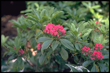 Kalmia latifolia 'Ostbo Red'