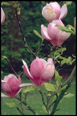 Magnolia soulang. 'Lenne'