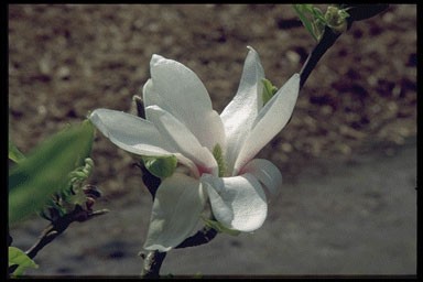 Magnolia soulang. Lennei Alba'