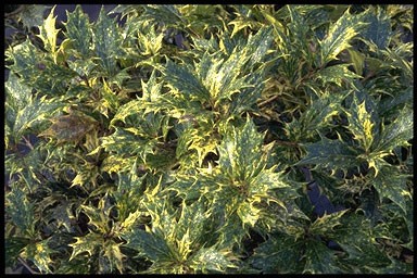 Osmanthus heterophyl.'Tricolor'