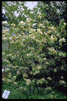 Parrotiopsis jacquemontiana