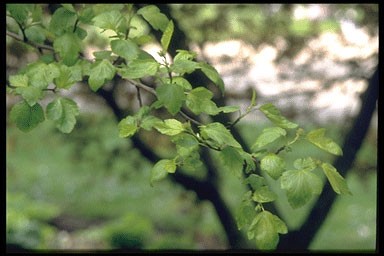 Physocarpus opul. 'Darts Gold´