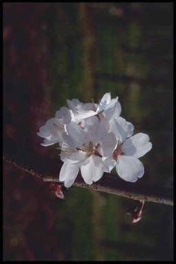 Prunus 'Pandora'