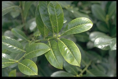 Prunus lauroc. 'Rotundifolia'