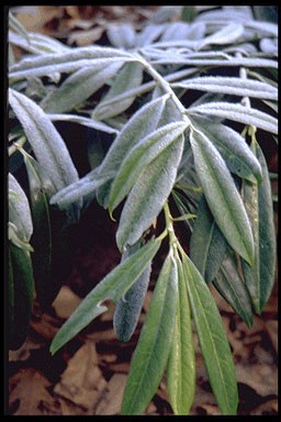 Prunus lauroc. 'Zabeliana'