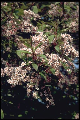 Prunus padus 'Colorata'