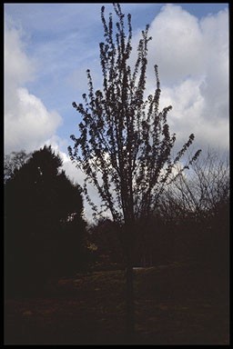 Prunus X schmittii