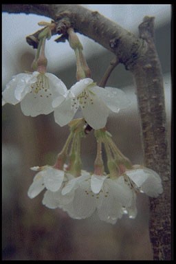Prunus yedoensis 'Ivensii'