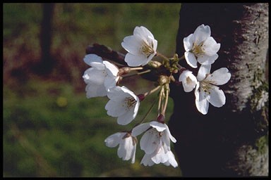 Prunus yedoensis'Shidare Yoshi