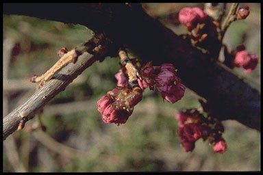 Prunus serrulata 'Asano'