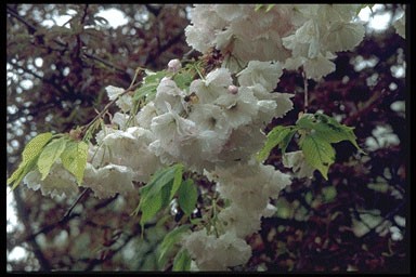 Prunus serrulata 'Miyako'