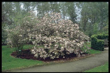 Prunus serrulata 'Shiro-fugen'