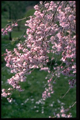 Prunus subhirt. 'Rosea Pendula'