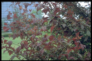 Prunus virginiana 'Shubert'