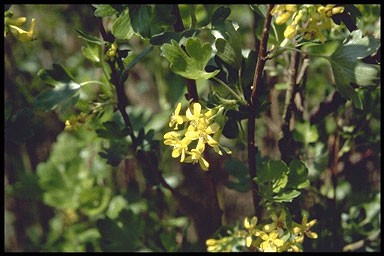 Ribes odoratum