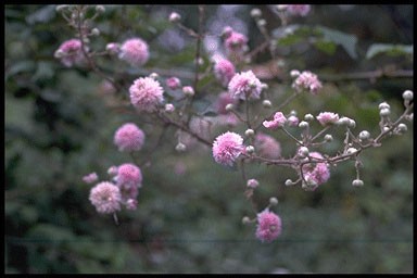 Rubus ulmifolius 'Bellidifloru
