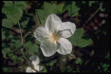 Rubus X tridel 'Benenden'