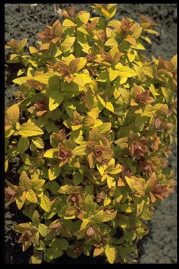 Spiraea japonica 'Golden Princes'