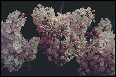 Syringa hyacinthiflora