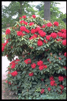 Rhododendron 'Britannia'