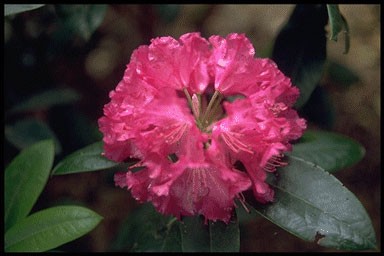 Rhododendron 'Caractacus'