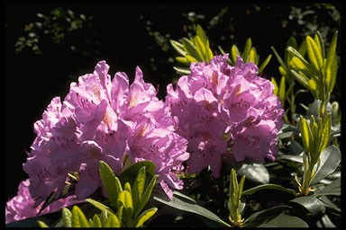 Rhododendron 'Catawb. Grandiflorum'