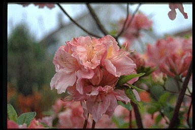 Rhododendron 'Cecile'