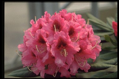 Rhododendron 'Chev. F De Sauva