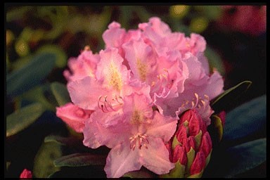 Rhododendron 'Dietrich'