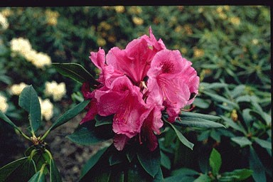 Rhododendron 'Dr. Tjebbes'