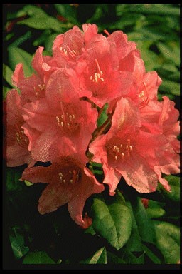 Rhododendron 'Dr.H.G.Dresselhu
