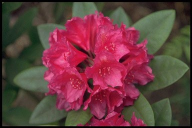 Rhododendron 'Dr.V.H.Rutgers'
