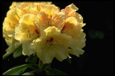 Rhododendron 'Elsi Straver'