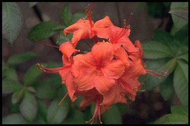 Rhododendron 'Fireglow'