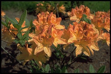 Rhododendron 'Frans V.D. Bom'