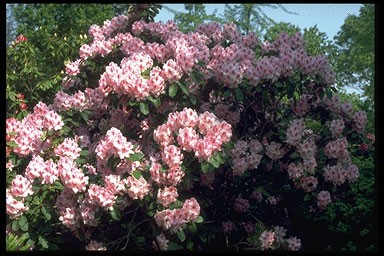 Rhododendron 'Furnival. Daught