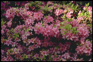 Rhododendron 'Gilbert Mullier'
