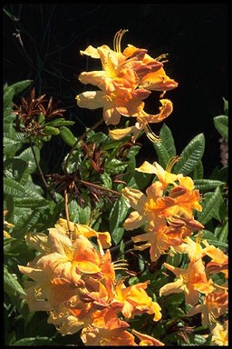 Rhododendron 'Golden Flare'