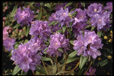 Rhododendron 'Gristede'