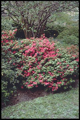 Rhododendron 'Hinodegiri'