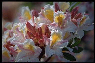 Rhododendron 'Irene Koster'