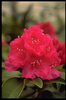 Rhododendron 'John Walter'