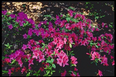 Rhododendron 'Kathleen'
