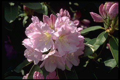 Rhododendron 'Lavender Girl'