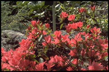 Rhododendron 'Orange Beauty'