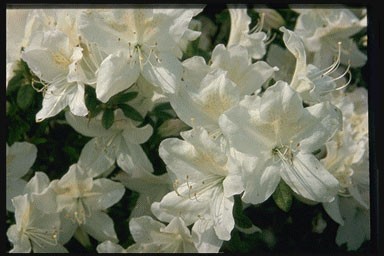 Rhododendron 'Palestrina'